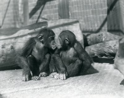 Two young chimpanzees, Boo boo and Bibi, Kiss. London Zoo, September 1927 by Frederick William Bond